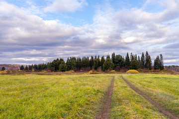 Path in the field leading to the forest