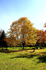 Autumn leaves of Sapporo park　Autumn leaves of Japanese garden