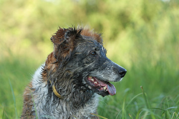 Portrait of a ruddy white dog very dirty