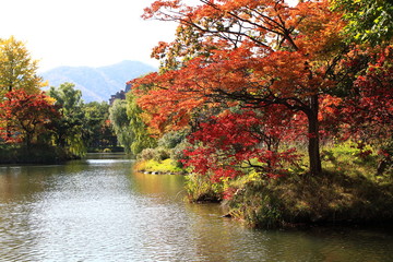 Autumn leaves of Sapporo park　Autumn leaves of Japanese garden