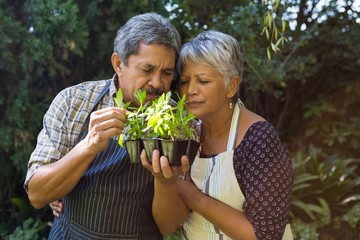 Obraz premium Senior couple smelling plants in garden