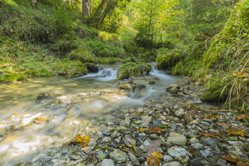 Obraz premium Tranquil Creek at Hinang Forest / Bavaria