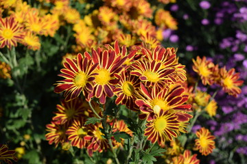 食用菊 山形の郷土料理食材