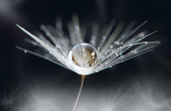 Transparent drop of water on a dandelion flower on a dark macro background. Bright expressive graceful delightful beautiful airy artistic image of nature.