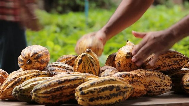 Raw Cocoa beans and cocoa pod on a wooden surface