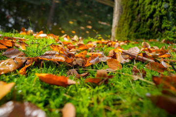 Carpet of leaves and moss on the forest floor