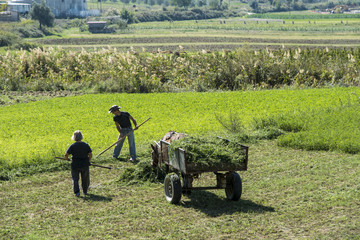 Obraz premium Berat, Albania- September 29, 2016:Harvesting wheat near Berat, Albania