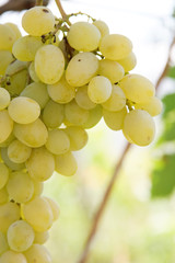 bunch of green grapes on a farm