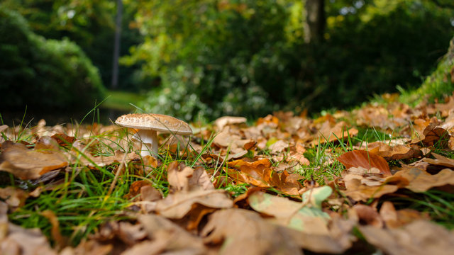Autumn scene with mushrooms in the forest