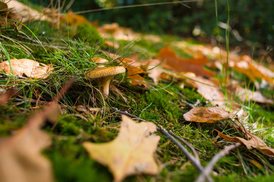 Single fungus in autumn forest with leaves