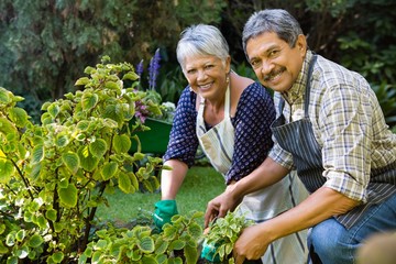 Smiling senior couple gardening in the garden