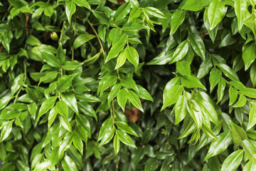 Fototapeta na wymiar Background of glossy green leaves.