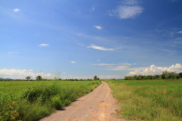Fototapeta na wymiar beautiful green rice field bright sunlight view landscape natural outdoor background