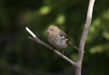 Common chaffinch (Fringilla coelebs).  female.