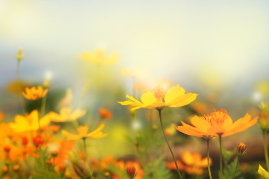 Fototapeta close up beautiful yellow flower and blue sky blur landscape natural outdoor background