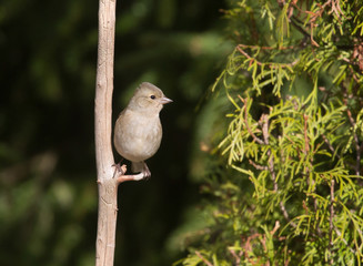 Common chaffinch (Fringilla coelebs).  female.