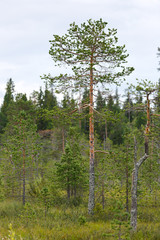 Pine in a mixed forest in a swamp in the tundra.