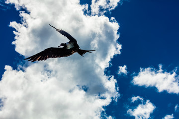 OISEAU DU PACIFIQUE