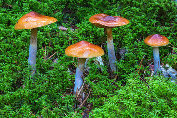 Mushrooms growing in the moss in the woods