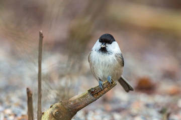 Marsh tit sitting on a branch in the forest and looking