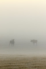 Two bull moose in a field on a foggy morning