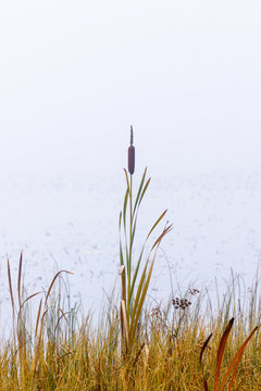 Bulrush by the lake with fog