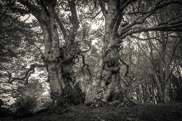 Foresta di faggi in bianco e nero