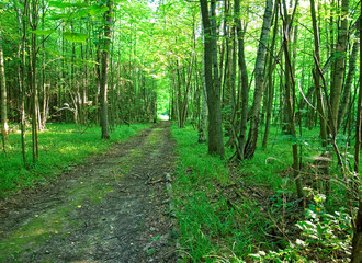 a cool summer morning in the Russian forest