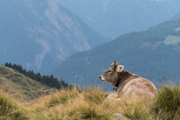 A cow in the Swiss Alps, with a beautiful mountain view in the background