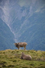 Naklejka premium A cow in the Swiss Alps, with a beautiful mountain view in the background