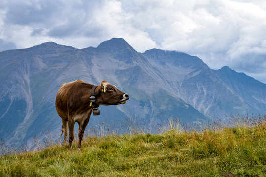A cow mooing in the Swiss Alps, with a beautiful mountain view in the background