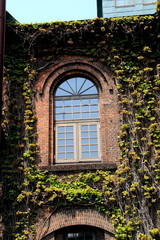 A house with ivy tangles