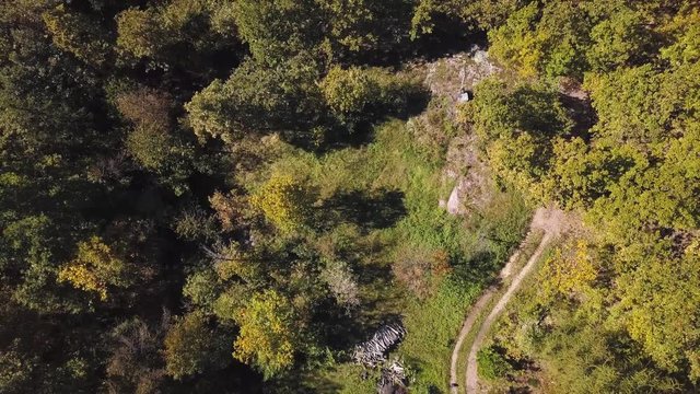 forest aerial view by drone
