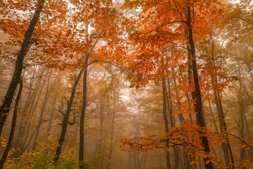 Scenic landscape of autumn forest