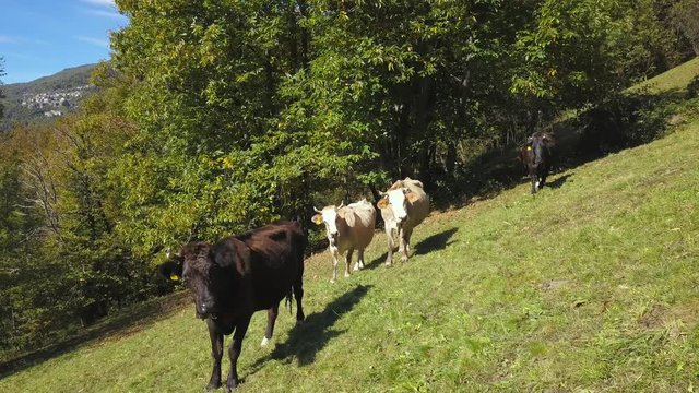 cows breeding on mountains