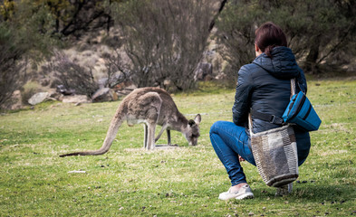 Woman feeding wild kangaroo in Australia