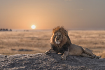 Een mannelijke leeuw zit op de top van de rots, op zoek naar zijn gebied. Hij ziet er zo prachtig uit.