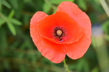 Fototapeta premium Mohn