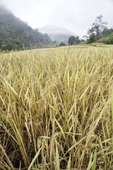 Rice Ready For Harvesting