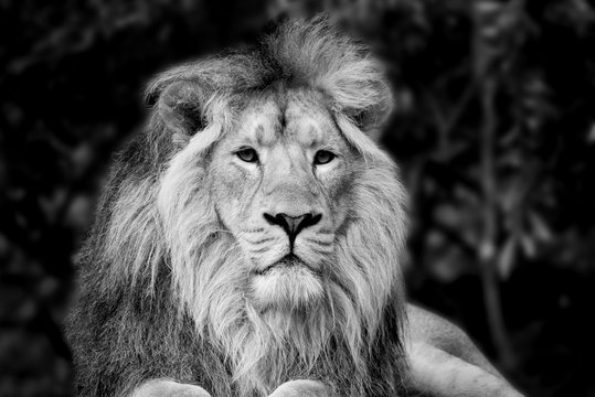 Beautiful portrait of Asiatic Lion Panthera Leo Persica in black and white