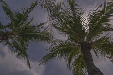 Fototapeta na wymiar palms against the sky