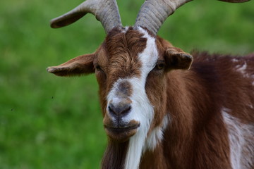 Ziegenbock auf Wiese