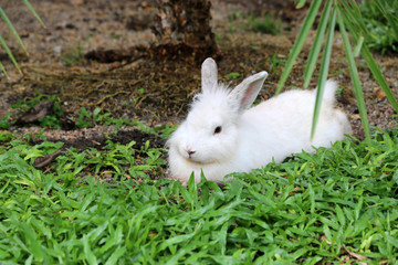 Rabbit in the garden