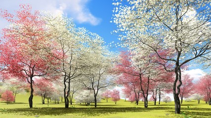 Obrazy  Kwitnące drzewa derenia w sadzie w okresie wiosennym renderowania 3d