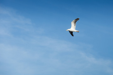 seagull flying in the sky