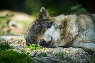 Naklejka na ściany i meble Portrait sleeping and relaxing wolf