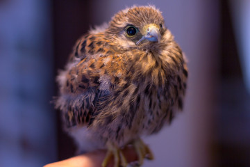 a german kestrel bird sits on a hand