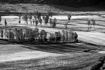 Countryside with curvy field lines and tree shadows (Black and White version)