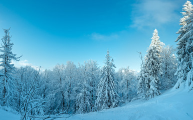 Naklejka premium Winter Ukrainian Carpathian Mountains landscape.