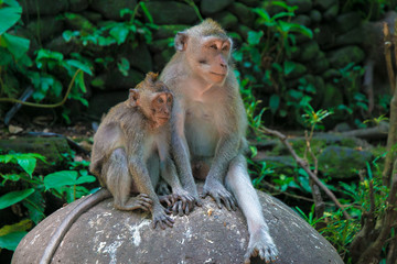 monkey family. Bali